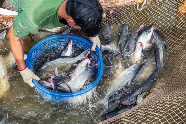 a fisherman collecting some catfishes in the pond.