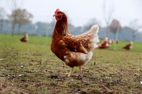 A portrait photo of a laying hen in the free range field.