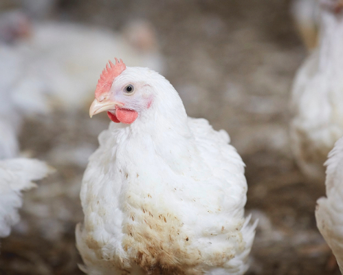 a photo of white broiler chicken in stable condition.