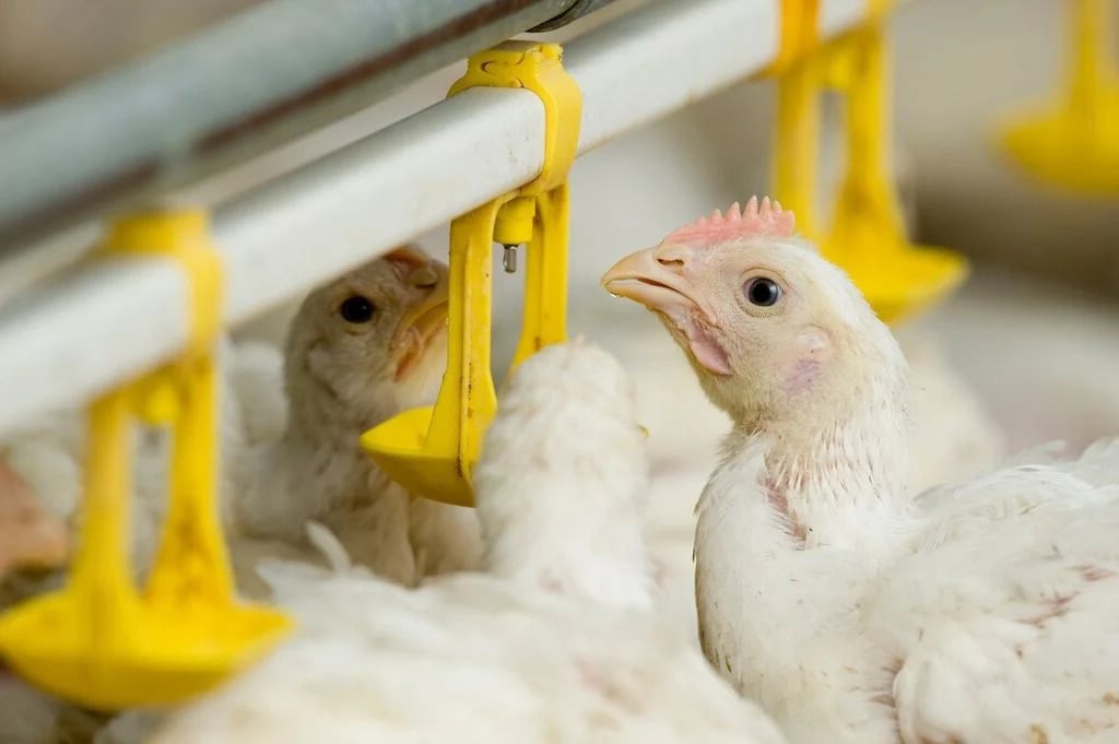 seven days age of white broilers are near water nipple in the broiler farm.