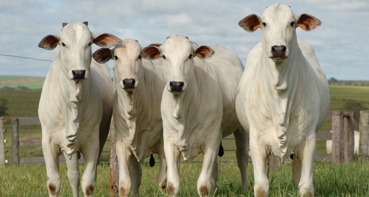 four white beef cattle are in stable condition at the cattle farm.