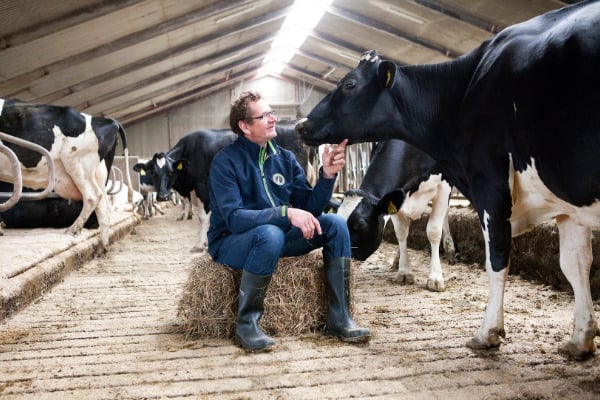 a dairy farmer is sitting and pointing out a finger to his cow inside dairy cow farms.