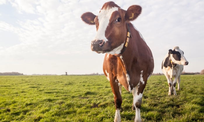 two dairy cows are stable in the grass field.