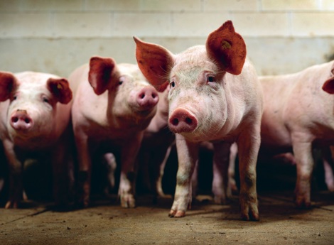 a group of pig in stable condition.