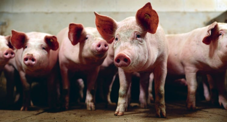 a group of pig in stable condition.