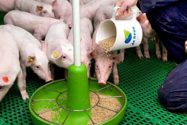 a pig farmer is feeding his piglets by using a feed bucket.