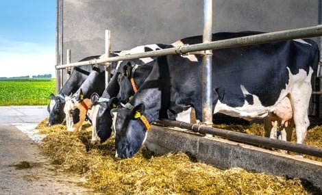 four dairy cows are eating roughage inside the cow farm.