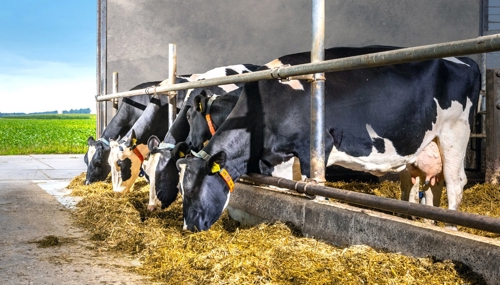 four dairy cows are eating roughage inside the cow farm.