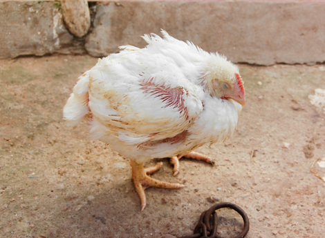 A photo of white broiler chicken in unstable condition.