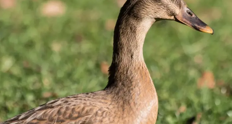 a grey duck in stable on the grass