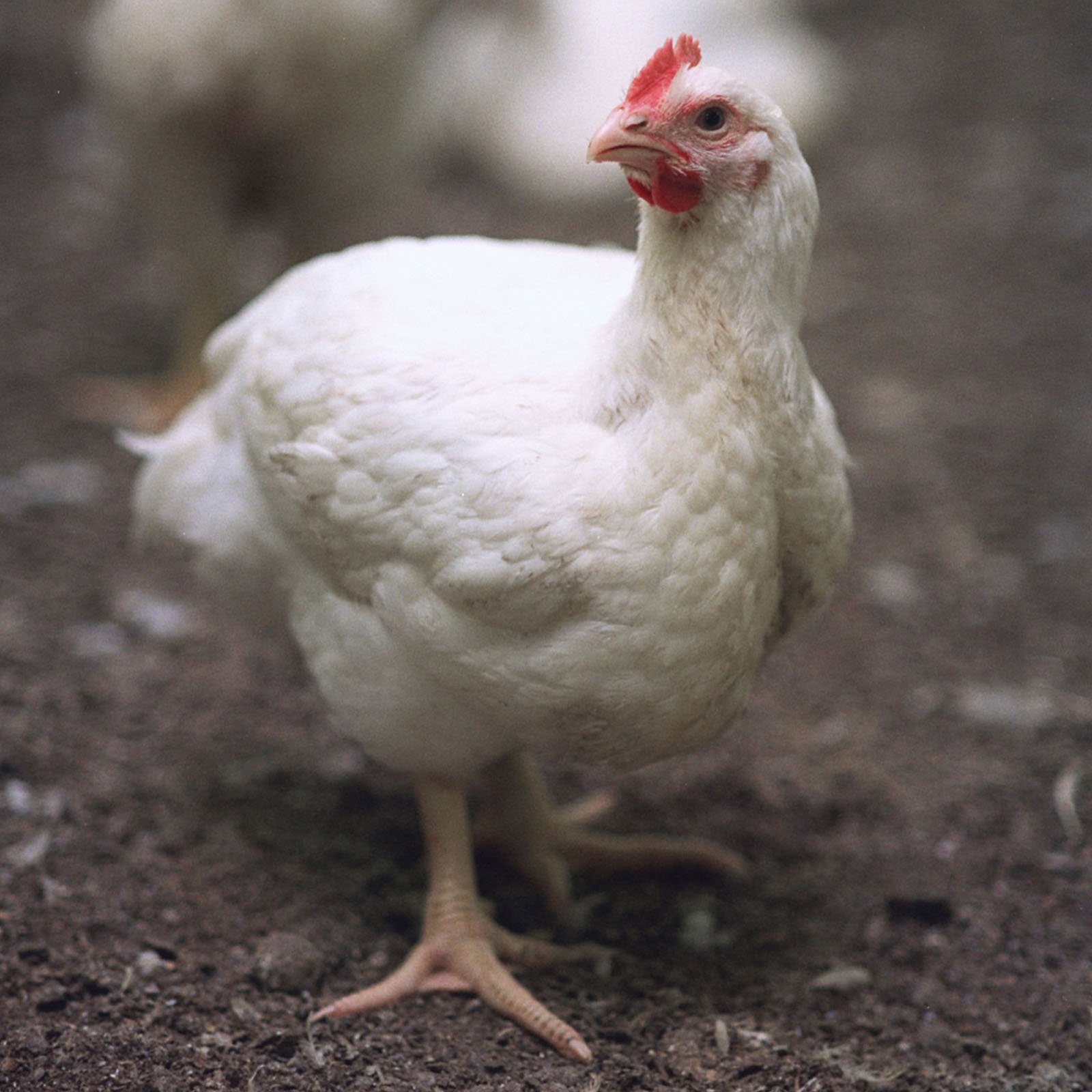 a white broiler chicken is stable in a evaporated farm.