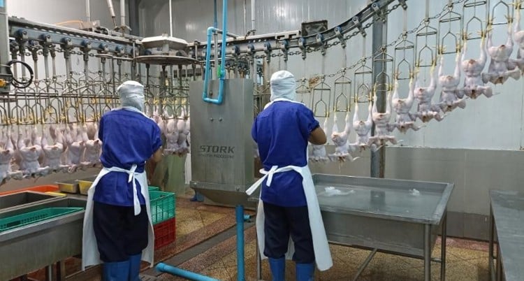 Two staffs are operating inside slaughterhouse.