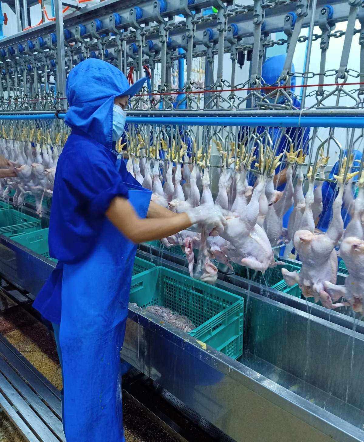 two slaughterhouse staffs are cleaning and hygiene for the poultry chickens