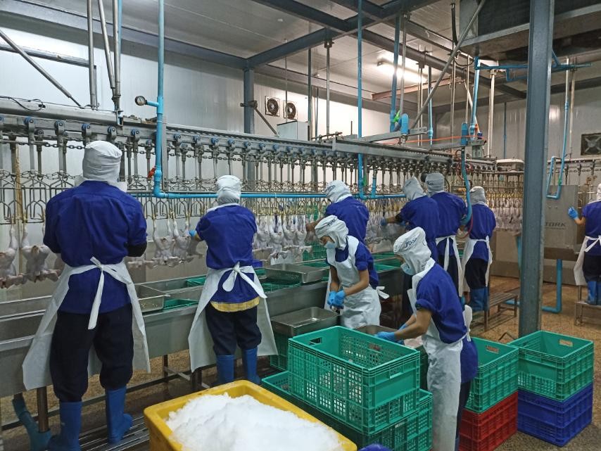 nine people are operating and checking for the quality inside of a chicken slaughterhouse